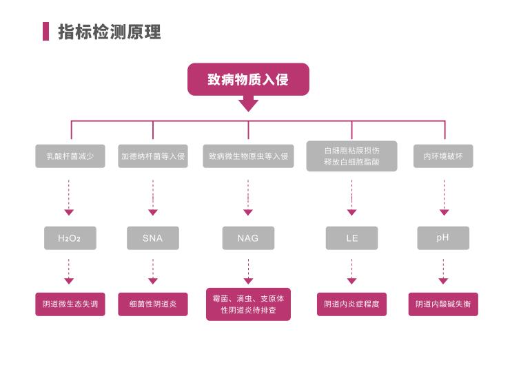 全自动阴道炎91视频黄色版下载LTS-V400指标检测原理